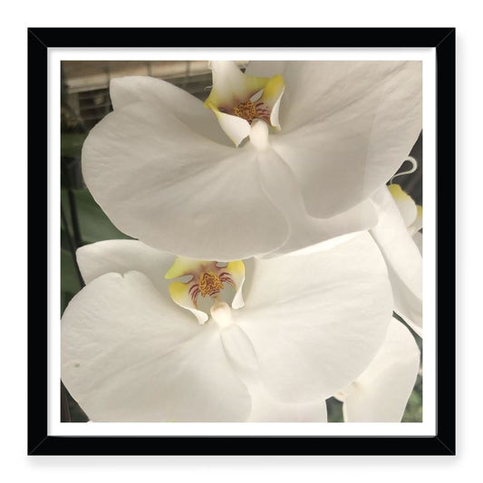 MADUNA Box Frame Art Prints - Purity