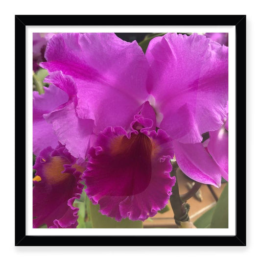 MADUNA Box Frame Art Prints - Pretty In Pink